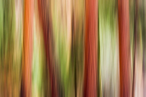 Forest abstract, Yosemite Valley, Yosemite National Park, California USA