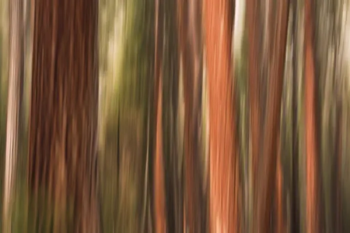 Framed Print : Forest abstract, Yosemite Valley, Yosemite National Park, California USA