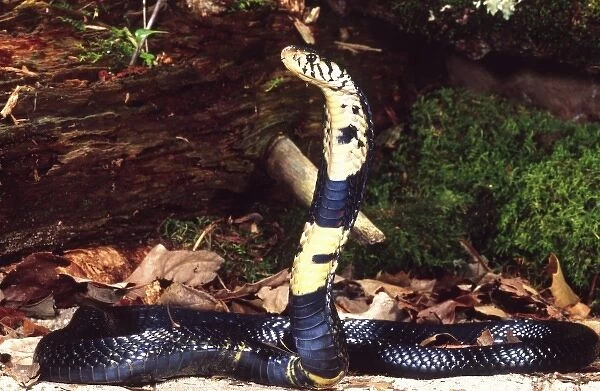 Forest Cobra, Naja melanoleuca, Native to Central Africa