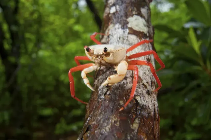 Framed Print : Forest Crab (Madagapotamon humberti), adult, Montagne des Franais Reserve, Antsiranana Framed Print : Forest Crab (Madagapotamon humberti), adult, Montagne des Franais Reserve, Antsiranana