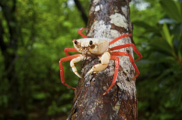 Forest Crab (Madagapotamon humberti), adult, Montagne des Franais Reserve, Antsiranana