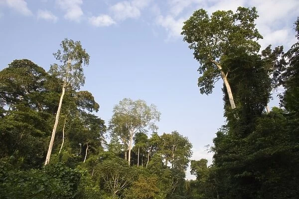 Forest, Dakoto Junction, Ghana, Africa. (NGO Restrictions May Apply)