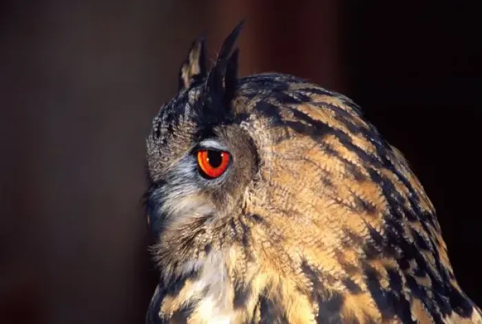 Framed Print : Forest Eagle Owl