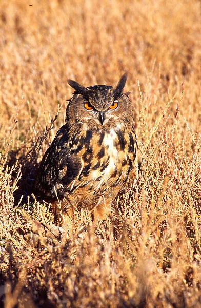 Forest Eagle Owl Bubo bubo Native to Eurasia