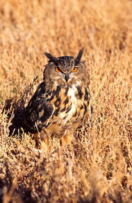 Framed Print : Forest Eagle Owl Bubo bubo Native to Eurasia