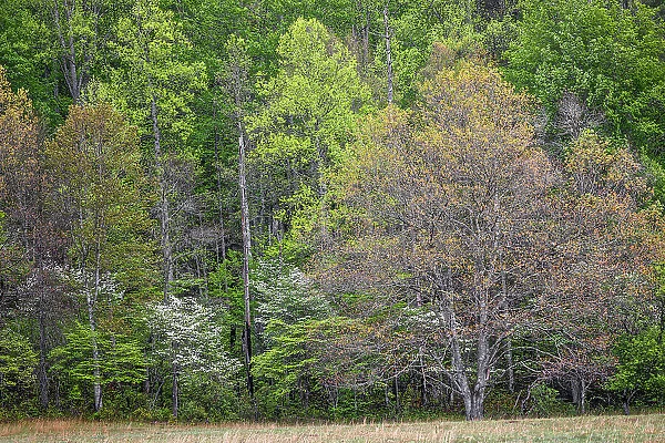 Forest in early spring bloom, historic Cataloochee Valley, Great Smoky Mountains National Park, North Carolina