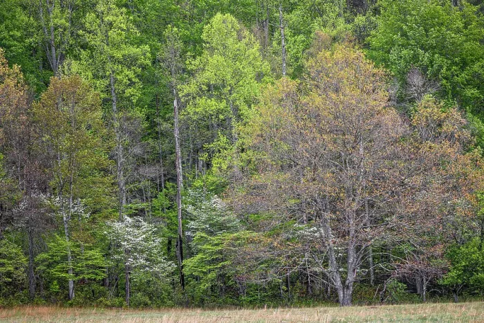Framed Print : Forest in early spring bloom, historic Cataloochee Valley, Great Smoky Mountains National Park, North Carolina Framed Print : Forest in early spring bloom, historic Cataloochee Valley, Great Smoky Mountains National Park, North Carolina