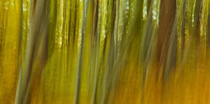 Framed Print : In the forest at Elmwood Farm in Hopkinton, Massachusetts