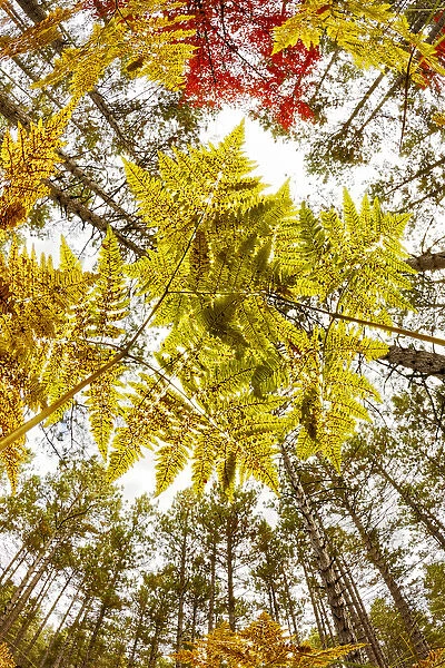 Forest floor view skyward beneath ferns, Hiawatha National Forest, Upper Peninsula