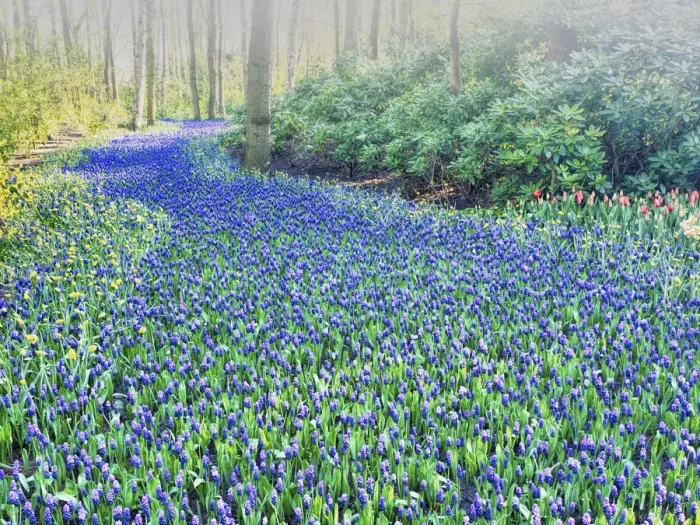 Framed Print : Forest and flowers in the Keukenhof Gardens Framed Print : Forest and flowers in the Keukenhof Gardens