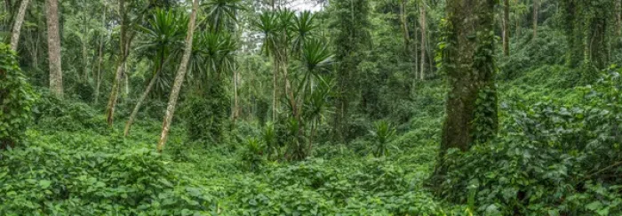 Framed Print : Forest interior. Bwindi Impenetrable Forest. Uganda