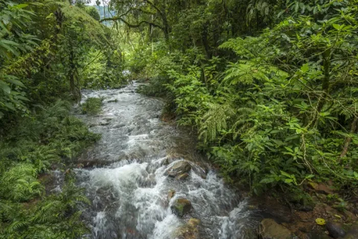 Framed Print : Forest interior. Bwindi Impenetrable Forest. Uganda
