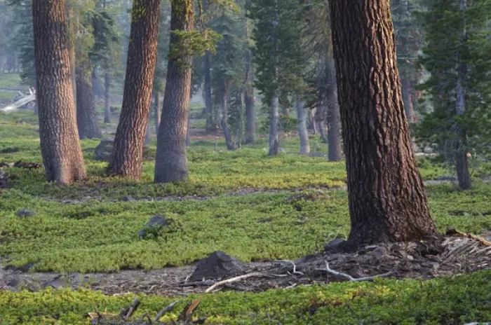 Framed Print : Forest, Lassen Volcanic National Park, Mount Lassen, California, USA