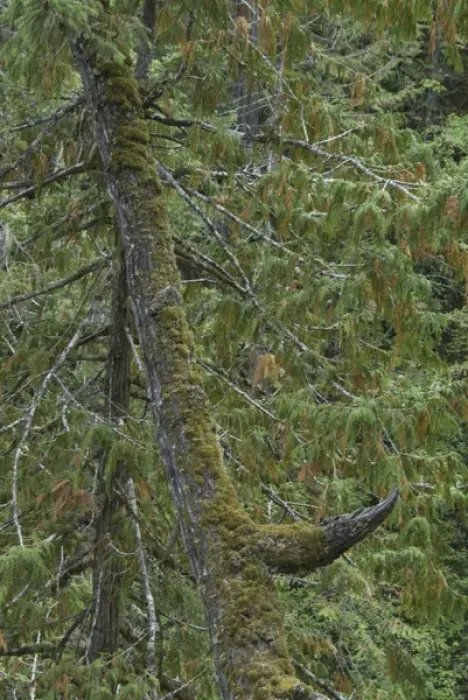 Framed Print : Forest, Little Qualicum Falls Provincial Park, Vancouver Island, British Columbia