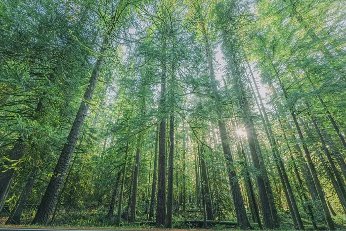 Framed Print : Forest in Mount Rainier National Park Framed Print : Forest in Mount Rainier National Park