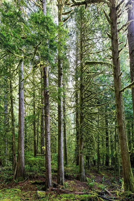 Framed Print : Forest in Mount Rainier National Park Framed Print : Forest in Mount Rainier National Park