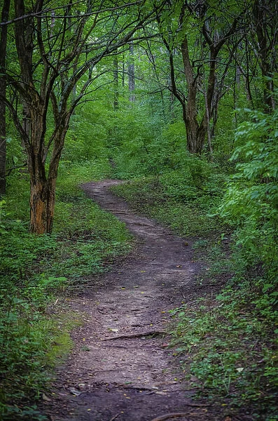 Forest path, Whitewater Memorial State Park, Indiana, USA