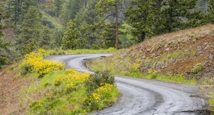 Framed Print : Forest road lined with wildflowers Framed Print : Forest road lined with wildflowers
