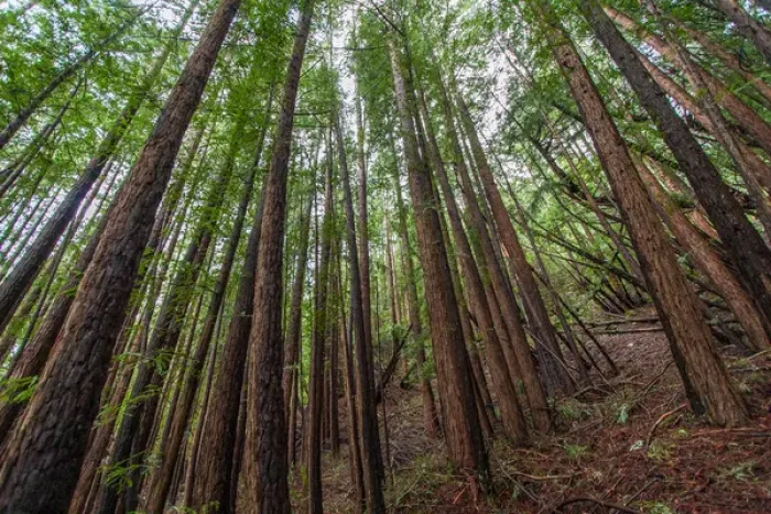 Framed Print : Forest Scene in Muir Woods State Park, Mill Valley, CA Framed Print : Forest Scene in Muir Woods State Park, Mill Valley, CA