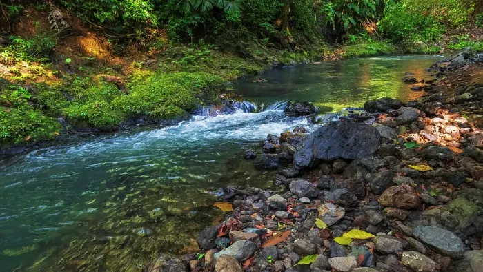 Framed Print : Forest stream in Corcovado National Park, Puntarenas Province, Costa Rica Framed Print : Forest stream in Corcovado National Park, Puntarenas Province, Costa Rica