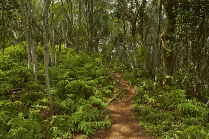 Framed Print : Forest, Takitoa Ridge Track, Raemaru Mountain, Rarotonga, Cook Islands, South Pacific