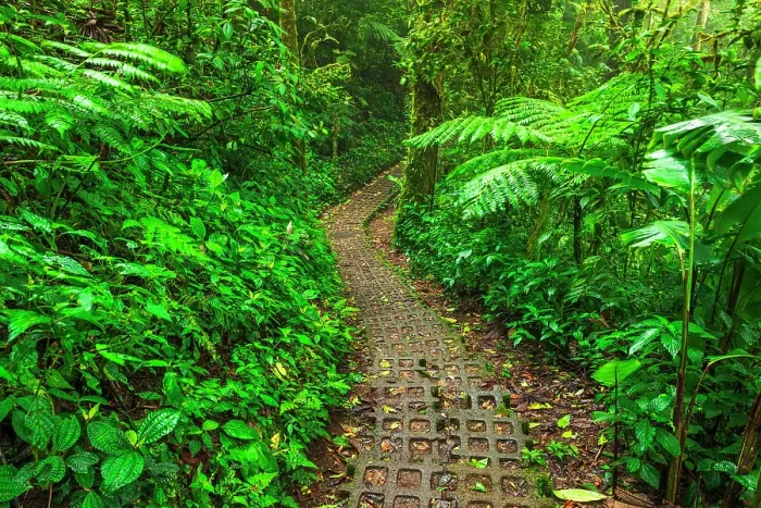 Framed Print : Forest trail at the Monte Verde Cloud Forest Preserve, Alajuela Province, Costa Rica Framed Print : Forest trail at the Monte Verde Cloud Forest Preserve, Alajuela Province, Costa Rica