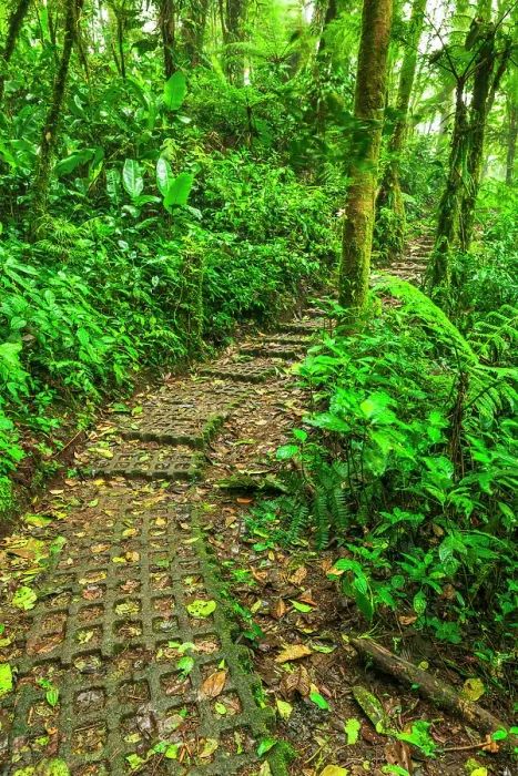 Framed Print : Forest trail at the Monte Verde Cloud Forest Preserve, Alajuela Province, Costa Rica Framed Print : Forest trail at the Monte Verde Cloud Forest Preserve, Alajuela Province, Costa Rica