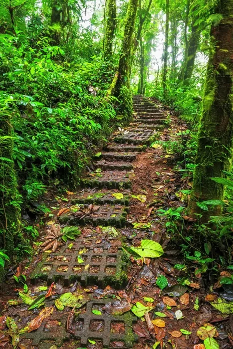 Framed Print : Forest trail at the Monte Verde Cloud Forest Preserve, Alajuela Province, Costa Rica Framed Print : Forest trail at the Monte Verde Cloud Forest Preserve, Alajuela Province, Costa Rica