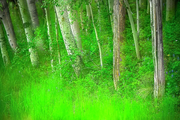 Forest of trees and grasses, Creative composite with soft focus