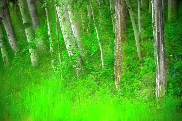 Framed Print : Forest of trees and grasses, Creative composite with soft focus