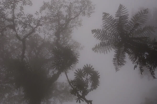 Forest vegetation in the Western Slope of the Andes Cloud Forest. Mindo Cloud Forest