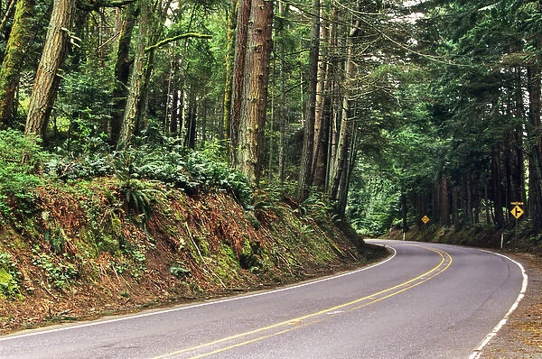 Forested Chuckanut Drive near Bellingham Washington