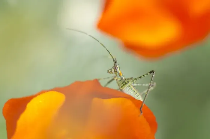 Framed Print : Fork-tailed bush katydid nymph on California poppy, Los Angeles, California Framed Print : Fork-tailed bush katydid nymph on California poppy, Los Angeles, California
