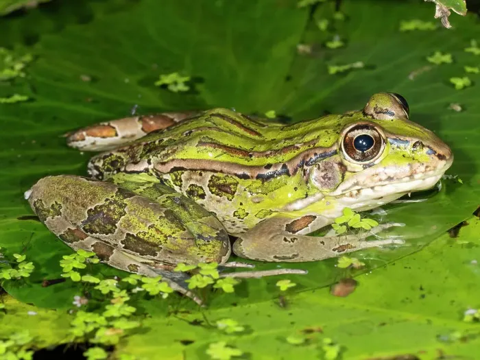 Framed Print : Forrer's Grass Frog, Forrer's Leopard Frog, Costa Rica