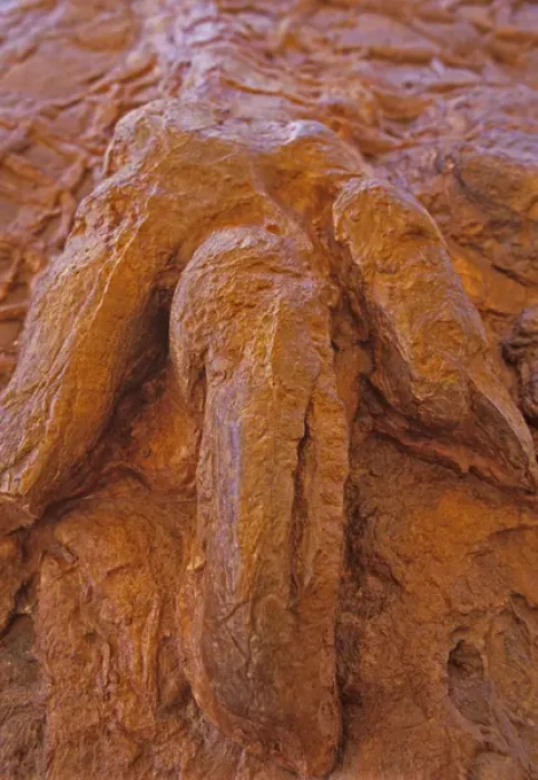 Framed Print : Fossilized dinosaur track on display in St George, Utah, USA