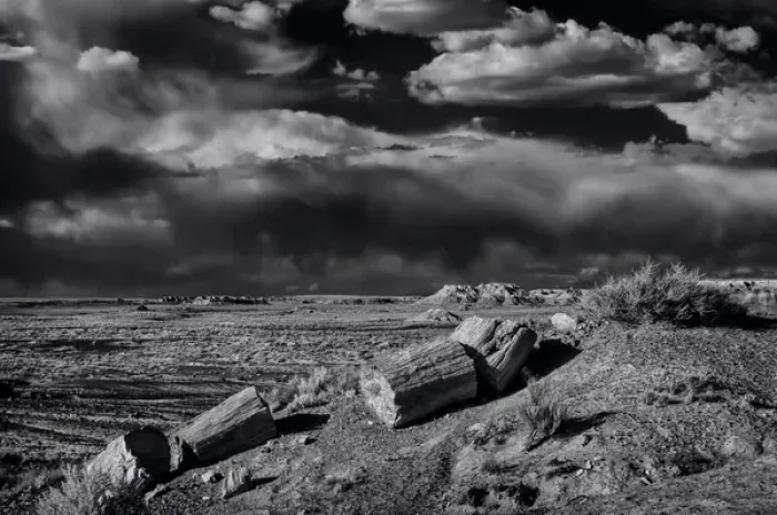 Framed Print : Fossilized and petrified trees are scattered throughout the Crystal Forest, Petrified Framed Print : Fossilized and petrified trees are scattered throughout the Crystal Forest, Petrified