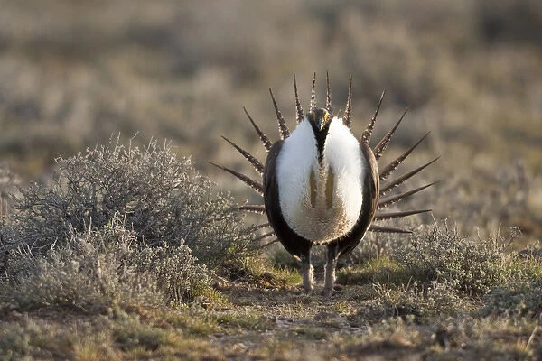 Foster Flats, Oregon, a Greater Sage Grouse (Centrocercus urophasianus) displaying