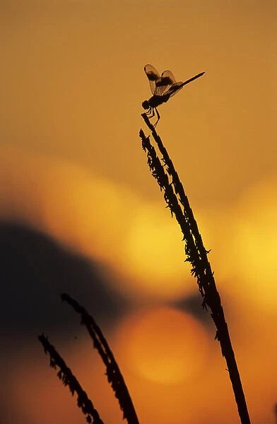 Four-spotted Pennant, Brachymesia gravida, adult at sunrise, Welder Wildlife Refuge
