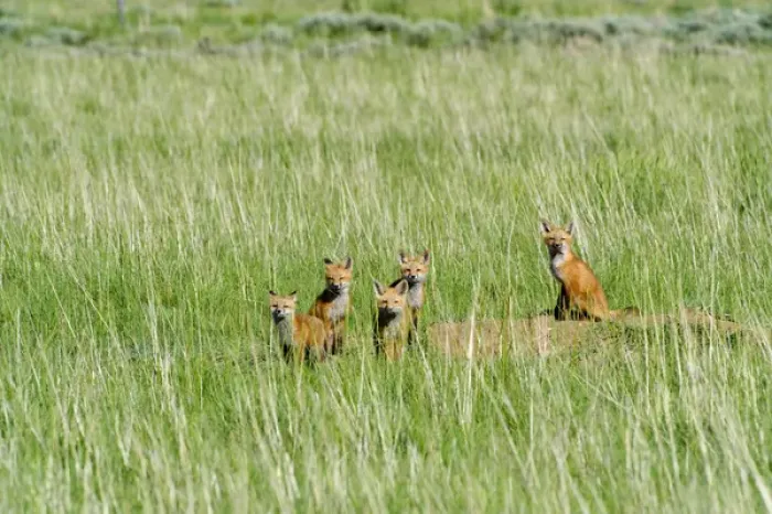 Framed Print : Fox pups hanging out by den, near Saritoga, Wyoming Framed Print : Fox pups hanging out by den, near Saritoga, Wyoming