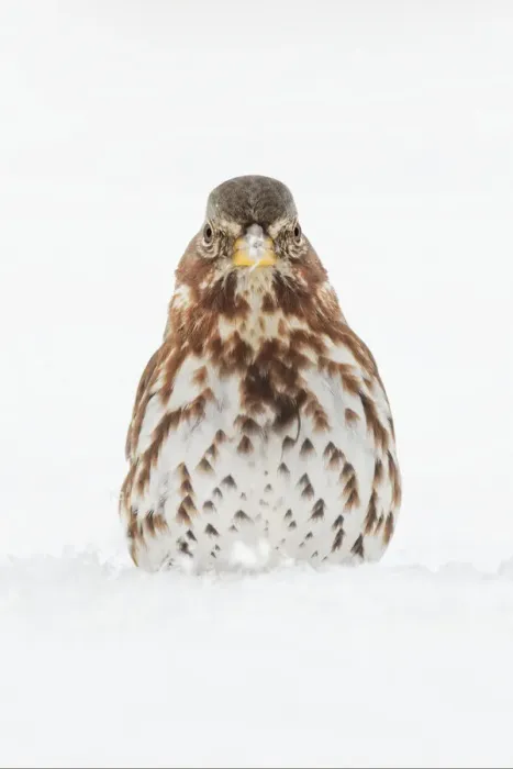 Framed Print : Fox Sparrow foraging in snow Framed Print : Fox Sparrow foraging in snow
