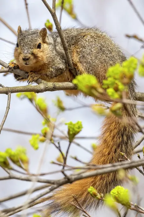 Framed Print : Fox squirrel eating tree buds in Defiance, Ohio, USA. (Editorial Use Only) Framed Print : Fox squirrel eating tree buds in Defiance, Ohio, USA. (Editorial Use Only)