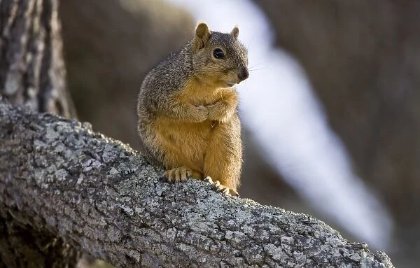 Fox Squirrel on oak branch, Welder Ranch, Coastal Texas