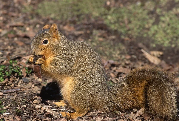 Fox squirrel (Sciurus niger) eating maple seed in winter, western Oregon, USA - this