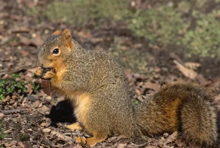Framed Print : Fox squirrel (Sciurus niger) eating maple seed in winter, western Oregon, USA - this Framed Print : Fox squirrel (Sciurus niger) eating maple seed in winter, western Oregon, USA - this