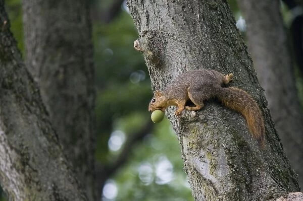 Fox squirrel with walnut in Defiance Ohio