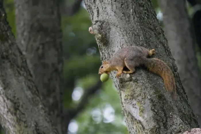 Framed Print : Fox squirrel with walnut in Defiance Ohio Framed Print : Fox squirrel with walnut in Defiance Ohio