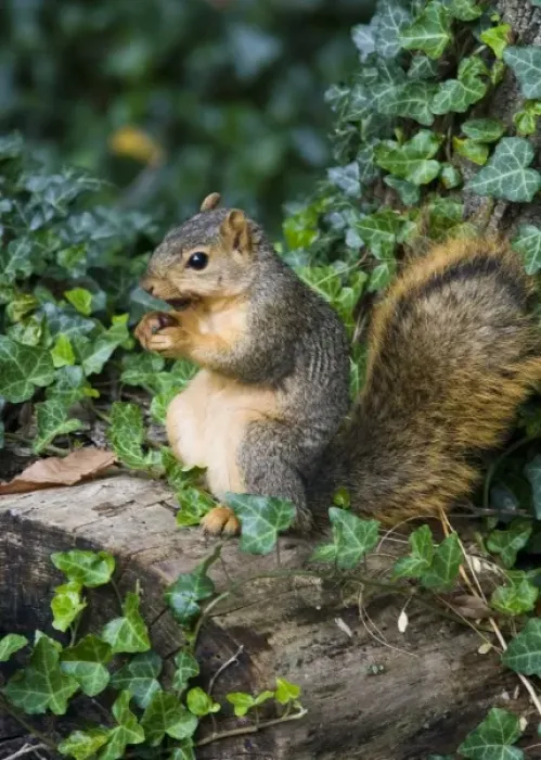 Framed Print : Fox squirrel with walnut in Defiance Ohio Framed Print : Fox squirrel with walnut in Defiance Ohio