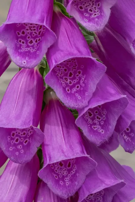 Framed Print : Foxglove Framed Print : Foxglove