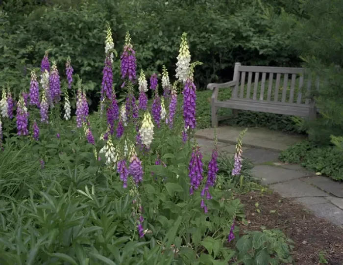 Framed Print : Foxglove Garden Path with Bench Framed Print : Foxglove Garden Path with Bench