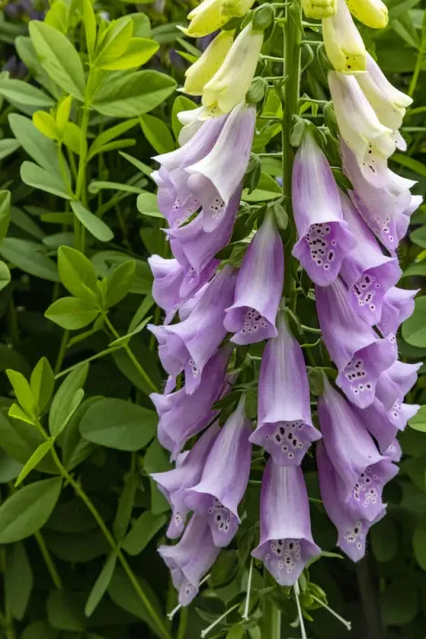 Framed Print : Foxglove in Somesville, Maine, USA Framed Print : Foxglove in Somesville, Maine, USA